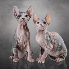 Jeronkarji Sphynx, Tüysüz Iki Kedi Çizimi Tablo Ahşap Poster Dekoratif