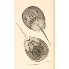 Jeronkarji At Nalı Yengeçleri Tablo Ahşap Poster Dekoratif