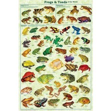 Jeronkarji Dünyanın En Popüler Kurbağaları ve Kurbağaları Tablo Ahşap Poster Dekoratif