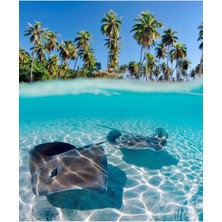 Jeronkarji Tahiti Tablo Ahşap Poster Dekoratifnda Iki Vatoz