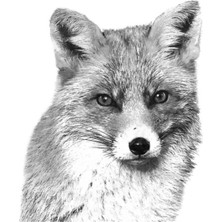 Jeronkarji Siyah Beyaz Tilki Tablo Ahşap Poster Dekoratif