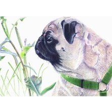 Jeronkarji Pug & Nature - Renkli Kalem Tablo Ahşap Poster Dekoratif