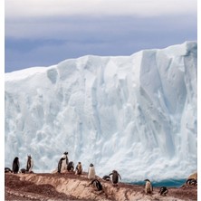Jeronkarji Bir Buzdağının Önünde Gentoo Penguenleri, Antarktika Tablo Ahşap Poster Dekoratif