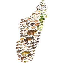 Jeronkarji Madagaskar'ın Kurbağaları Tablo Ahşap Poster Dekoratif