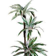 Nettenevime Yapay Ağaç Kızıl Beyaz Yukka 3katlı 54 Yaprak 130*65CM