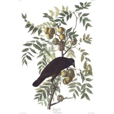 Jeronkarji Karga - John James Audubon Tablo Ahşap Poster Dekoratif