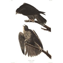 Jeronkarji Gyrfalcon - John James Audubon Tablo Ahşap Poster Dekoratif