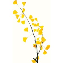 Jeronkarji Gingko Biloba Yaprakları Gingko Ağacı Yaprağı Dal-Sarı Yapraklar Tablo Ahşap Poster Dekoratif