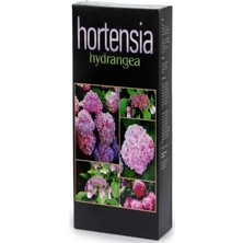 Hortensia Ortanca Besini