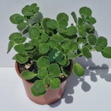 Eget Küba Kekiği (Plectranthus Amboinicus (Lour.) Spreng)