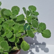 Eget Küba Kekiği (Plectranthus Amboinicus (Lour.) Spreng)