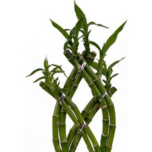 Fidan Burada Dracaena Sanderiana Lucky Bamboo - Örgülü Şans Bambusu Beyaz Seramik Dikdörtgen Saksılı