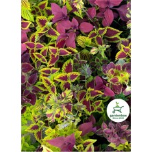 Garden Box Nadir Tür Kolyos Yaprak Güzeli Çiçeği 2 Adet Saksılı (Coleus)