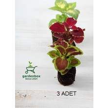 Garden Box Nadir Tür Kolyos Yaprak Güzeli 3 Adet Mini Saksılı 10-15 cm