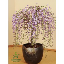 Garden Box Sarmaşık Mor Salkım Ağacı Fidanı 1 Adet Saksılı 30-60 cm Dış Mekan Bitkisi