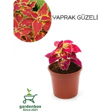 Garden Box Kırmız Yaprak Güzeli Çiçeği 1 Adet Saksılı (Red Kolyos)