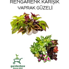 Garden Box Karışık Yaprak Güzeli Çiçeği 10 Adet Kolyos Mix