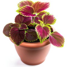 Garden Box Yaprak Güzeli Çiçeği 1 Adet 10-20CM (Coleus)