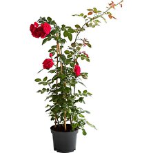 Garden Box Kırmızı Sarmaşık Gül 1 Adet Saksılı/tüplü 50-80 cm (Red Rose)