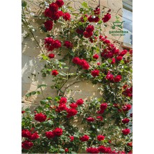 Garden Box Kırmızı Sarmaşık Gül 1 Adet Saksılı/tüplü 50-80 cm (Red Rose)