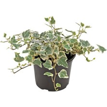 Garden Box Hedera Helix Duvar Ağaç Sarmaşığı 1 Adet Saksılı 20-40 cm + Para Yeşim Çiçeği