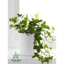 Garden Box Hedera Helix Sarmaşığı Makrome Saksıda 1 Adet Saksılı 30-40 cm