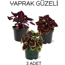 Garden Box Özel Tür Yaprak Güzeli Çiçeği 3 Adet Saksıda Kolyos(Coleus)