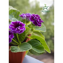 Garden Box Mor Renk Bardak Menekşesi 1 Adet Saksılı 10-15CM Balkon Çiçeği