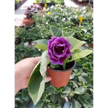 Garden Box Mor Renk Bardak Menekşesi 1 Adet Saksılı 10-15CM Balkon Çiçeği