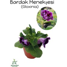 Garden Box Bardak Menekşesi Mor Renk 1 Adet Saksılı 10-15CM (Purple Gloxinia)