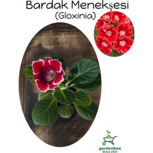 Garden Box Kırmızı-Beyaz Bardak Menekşesi 1 Adet Saksılı 10-15CM (Gloxinia)