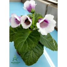 Garden Box Beyaz Renk Bardak Menekşesi 1 Adet Saksılı White Gloxinia