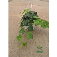 Garden Box Yeşil Hedera Helix Sarmaşığı Makrome Saksıda 1 Adet Saksılı 20-40 cm