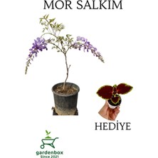 Garden Box Mor Salkım Ağacı Fidanı Sarmaşık 1 Adet Saksılı 30-60CM+YAPRAK Güzeli