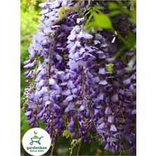 Garden Box Mor Salkım Çiçeği Fidanı 1 Adet Saksılı 30-60CM