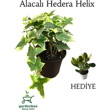 Garden Box Alacalı Hedera Helix Duvar Ağaç Sarmaşığı 1 Adet Saksılı 20-40CM+PARA Yeşim Çiçeği