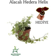 Garden Box Alacalı Hedera Helix Duvar Ağaç Sarmaşığı 1 Adet Saksılı 30-40CM+YAPRAK Güzeli