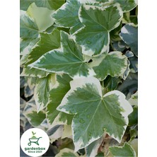 Garden Box Hedera Helix Duvar Ağaç Sarmaşığı 1 Adet Saksılı 30-40CM