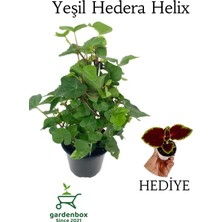 Garden Box Yeşil Hedera Helix Duvar Sarmaşığı 1 Adet Saksılı 30-50CM+YAPRAK Güzeli