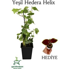 Garden Box Hedera Helix Duvar Sarmaşığı 1 Adet Saksılı 30-50CM+YAPRAK Güzeli