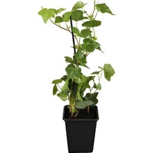 Garden Box Hedera Helix Duvar Sarmaşığı 1 Adet Saksılı 30-50CM+YAPRAK Güzeli