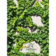 Garden Box Hedera Helix Duvar Sarmaşığı 1 Adet Saksılı 30-50CM+YAPRAK Güzeli