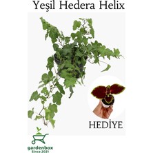 Garden Box Yeşil Hedera Helix Sarmaşığı 1 Adet Saksılı 30-40CM+YAPRAK Güzeli