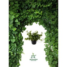 Garden Box Hedera Helix Sarmaşığı Saksıda 1 Adet  30-40CM Makrome Saksılı