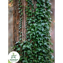 Garden Box Yeşil Hedera Helix Ağaç Sarmaşığı 1 Adet Saksılı 20-40CM