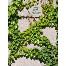 Garden Box Yeşil Renk Hedera Helix Duvar Sarmaşığı Makrome Saksılı 1 Adet  20-40CM