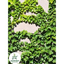 Garden Box Hedera Helix Duvar Sarmaşığı Makrome Saksılı 1 Adet  20-40CM