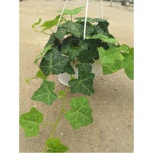 Garden Box Hedera Helix Duvar Sarmaşığı Makrome Saksılı 1 Adet  20-40CM