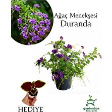 Garden Box Duranda Mor Ağaç Menekşesi Çiçeği 1 Adet Saksılı 30-60CM+YAPRAK Güzeli