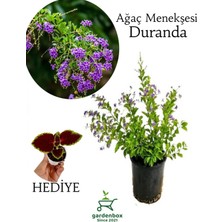 Garden Box Mor Ağaç Menekşesi Çiçeği 1 Adet Saksılı 30-60CM+YAPRAK Güzeli Çiçeği